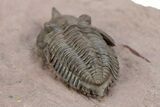 Pseudocryphaeus (Cryphina) Trilobite - Lghaft, Morocco #301717-3